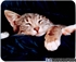 Picture of Tapete de rato " Sleepy Cat"